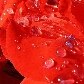 Detalhe da flor deixada em homenagem os tchecos que jogavam pelo time de hockey Lokomotiv, em Praga Detalhe da flor deixada em homenagem os tchecos que jogavam pelo time de hockey Lokomotiv, em Praga