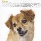 Projeto torna cães abandonados em estrelas de calendário Projeto torna cães abandonados em estrelas de calendário