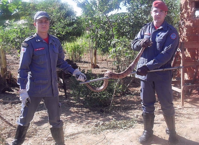 Jiboia é capturada ao tentar comer gato em Minas Gerais 