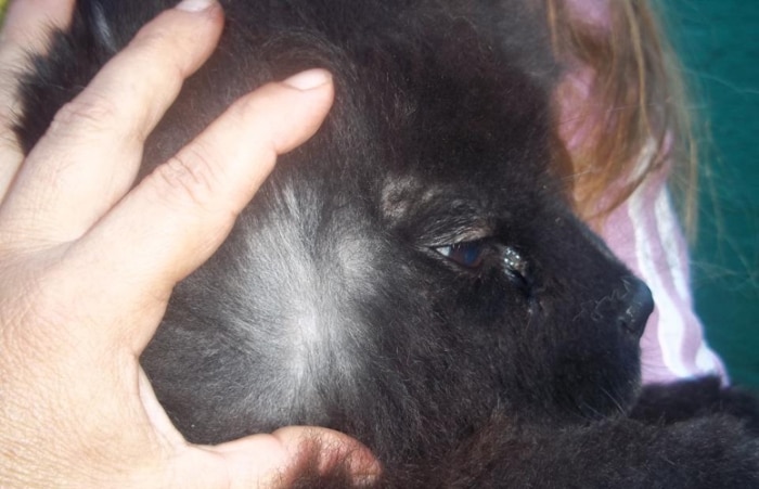 Chow-chow nasce com coloração panda em Curitiba