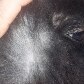 Chow-chow nasce com coloração panda em Curitiba