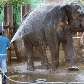 Elefante lavado na Tailândia Elefante lavado na Tailândia