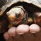 Bichinho inusitado: a jabuti Clara, da Maria Inês Vieira, também foi abençoada Bichinho inusitado: a jabuti Clara, da Maria Inês Vieira, também foi abençoada