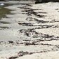 Ibama ignora 90% dos vazamentos em Ilha Grande Ibama ignora 90% dos vazamentos em Ilha Grande