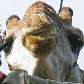 Girafa Zagalo chegou nesta segunda-feira, 10, ao Zoológico do Rio, como presente do Zoológico de SP Girafa Zagalo chegou nesta segunda-feira, 10, ao Zoológico do Rio, como presente do Zoológico de SP