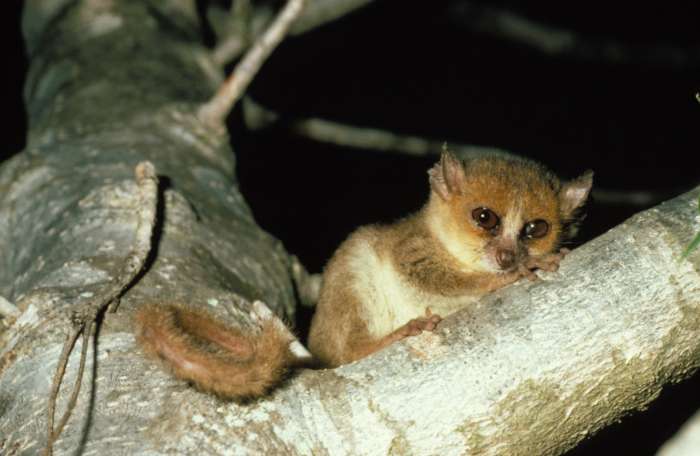 Lêmur rato de Berthe (
