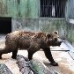 Zoológico de SP ganha urso-pardo e mais oito moradores