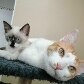 Cães e gatos têm até reveillon vip em hotel