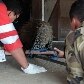 Capivara grávida se abriga debaixo da rampa do STF, em Brasília