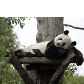 Panda na Áustria. Panda na Áustria.