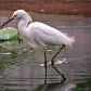 Garça tentando se alimentar, jardim do lago, Atibaia/SP. 12/09/2011