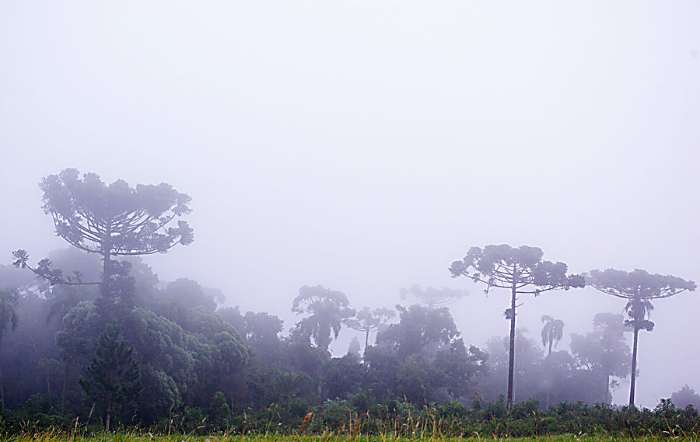 Pinheiros cobertos pela neblina na manhã muito fria de Cascavel, Paraná. 11/05/2010