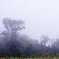 Pinheiros cobertos pela neblina na manhã muito fria de Cascavel, Paraná. 11/05/2010