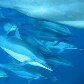 Inteligentes e cheios de graça da família Delphinidae, são parte importante da biodiversidade local