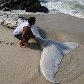 Uma baleia de aproximadamente 8 metros de comprimento apareceu morta na praia de Itaipuaçú, RJ