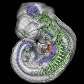 Imagens das estruturas internas de um embrião feita por nova tecnologia de tomografia Imagens das estruturas internas de um embrião feita por nova tecnologia de tomografia