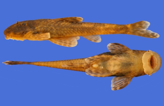 O Pareiorhina sp. também é uma das espécies encontradas no Tietê 