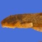 O Pareiorhina sp. também é uma das espécies encontradas no Tietê 