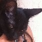 Gata morre em SP infectada com o vírus da raiva 