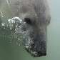 Urso polar, chamado Rasputin, nada no parque aquático Marineland, em Antibes, França