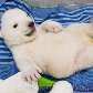 URSO POLAR NA ALEMANHA