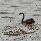 Entre os animais presos na lama, havia um casal de cisnes negros