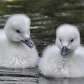 Zoológico de Nova York tem novos moradores