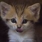 Primeiro gato do deserto nasce em zoológico de Israel; espécie era considerada extinta no país