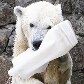 Ursa polar se refresca na primavera russa