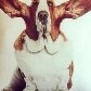 Cachorro inspira loja e estampa almofadas, canecas e camisetas Cachorro inspira loja e estampa almofadas, canecas e camisetas