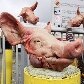 Belgas protestam contra aumento do preço da carne de porco Belgas protestam contra aumento do preço da carne de porco