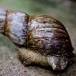 Novo levantamento lista plantas e animais invasores no Brasil Novo levantamento lista plantas e animais invasores no Brasil