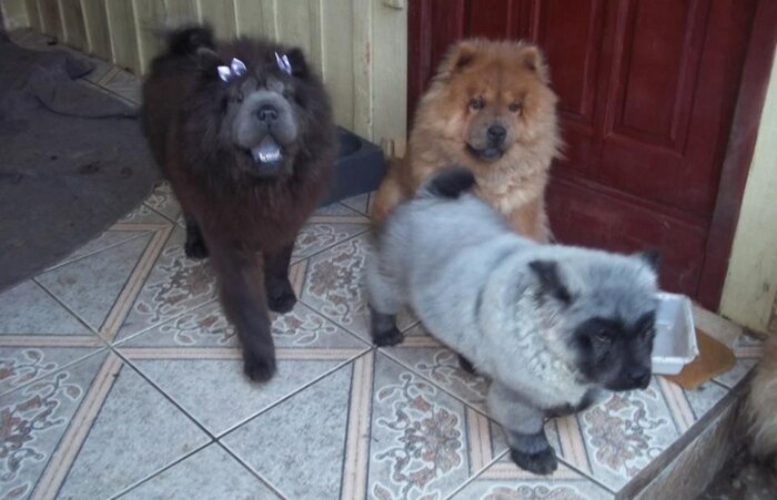 Chow-chow nasce com coloração panda em Curitiba 