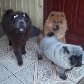 Chow-chow nasce com coloração panda em Curitiba 