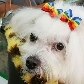 Como ter sucesso com pet shop