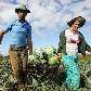 O agricultor Geovane Glicério Terius com sua esposa Tarcila, na área de plantio de repolho