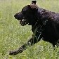 O cão farejador Shelton se aposenta da PM