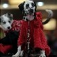 Cães mostram tendências de inverno em passarela