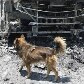 Ônibus são incendiados na zona leste de São Paulo Ônibus são incendiados na zona leste de São Paulo