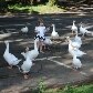 Menina  alimentando os patos na praça da ESALQ, em Piracicaba. 27/12/2010 