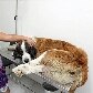 Hospital Público Veterinário será ampliado