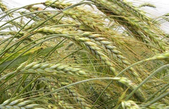 Conheça os campeões da alergia alimentar