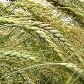 Conheça os campeões da alergia alimentar