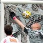 Ceni cobra falta em cima de Júlio César e marca seu 100º gol