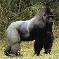 Animais ameaçados 1