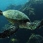 Atol das Rocas é a unidade de conservação marinha mais antiga do País