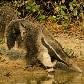Mostra reúne 23 imagens de animais em extinção Mostra reúne 23 imagens de animais em extinção
