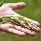A hora e a vez dos pequenos produtores de arroz