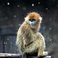 Macaco dourado na neve da Coréia do Sul