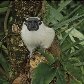 Mostra reúne 23 imagens de animais em extinção Mostra reúne 23 imagens de animais em extinção
